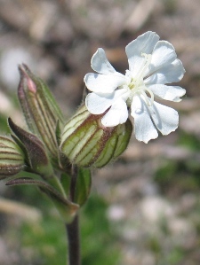 Silene alba